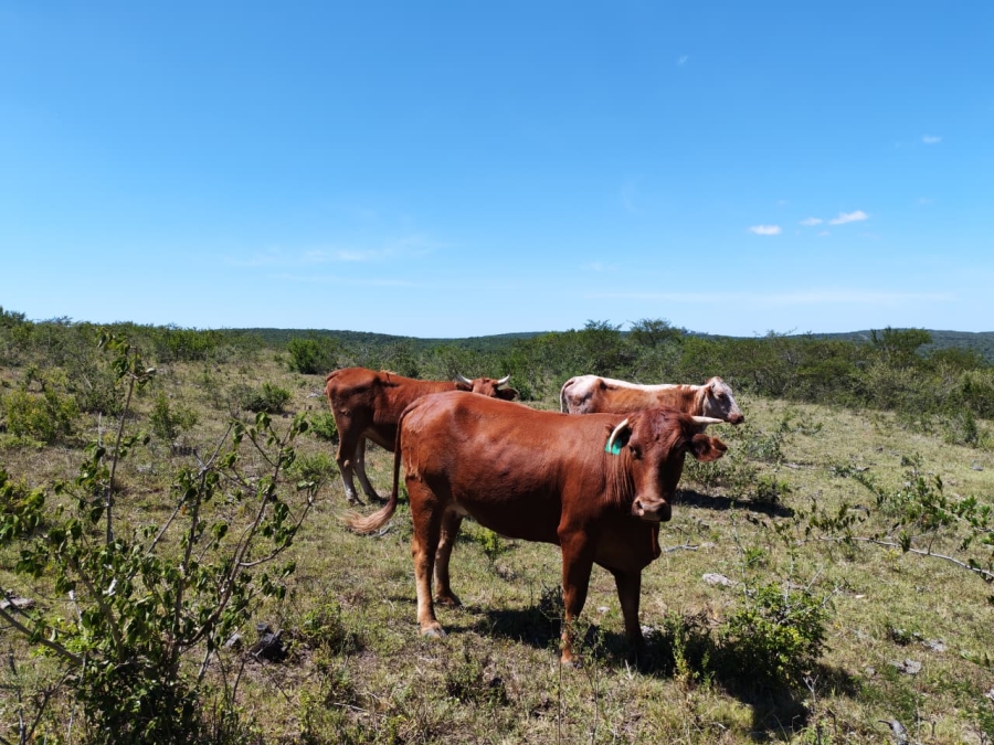 Commercial Property for Sale in Komga Rural Eastern Cape